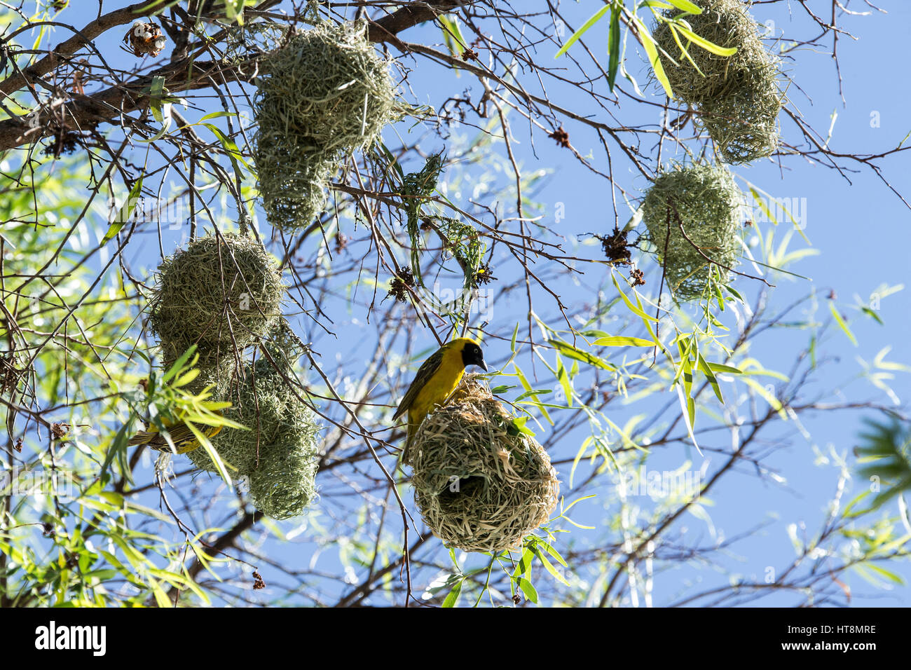 A colony of masked weaver nests Stock Photo