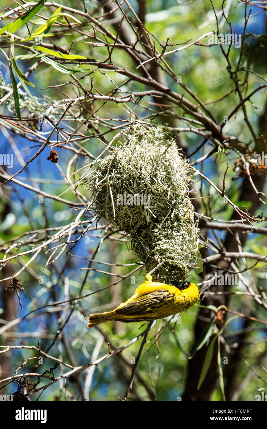 A masked weaver Bulding the extension to the nest Stock Photo
