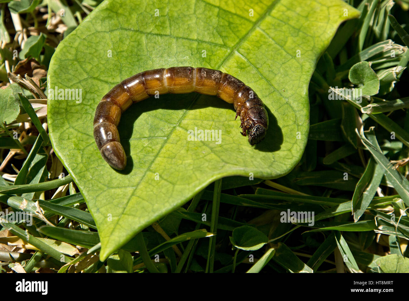 A 3rd Phase Instar Grub (probably beetle) in Namibia. Stock Photo
