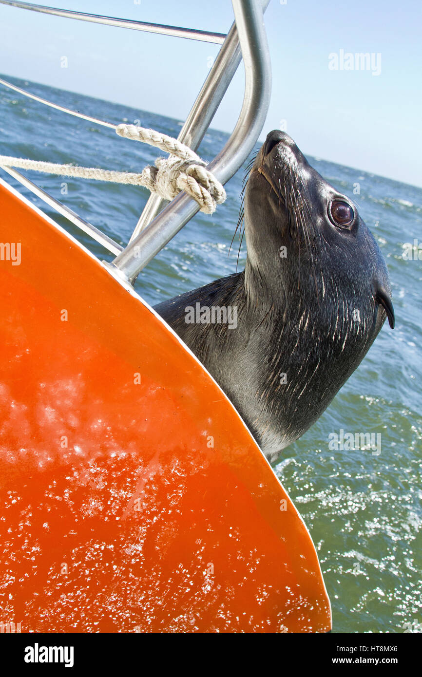 Cape Fur Seal peering round back of boat Stock Photo Alamy