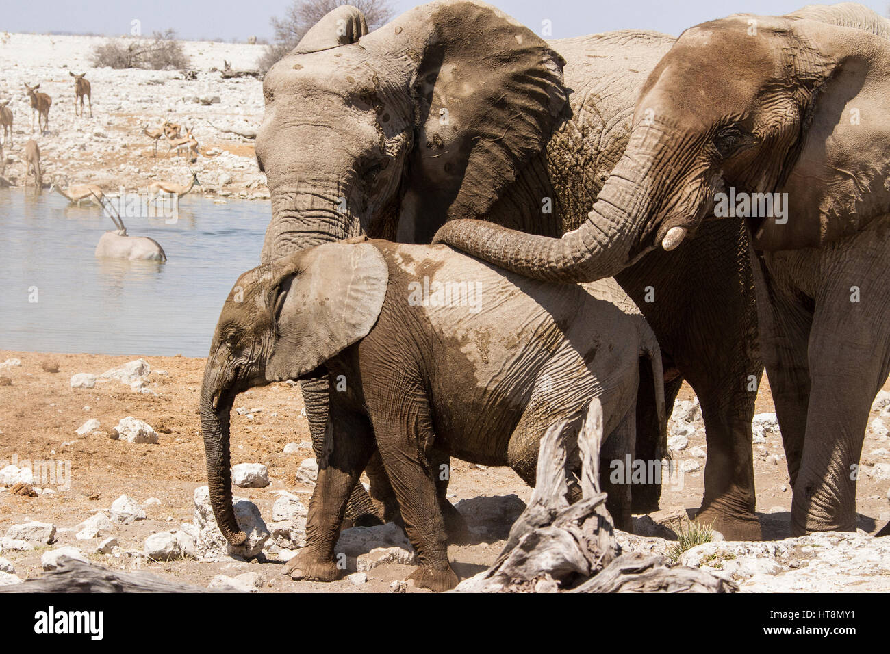 A young African elephant being caressed by it mother Stock Photo