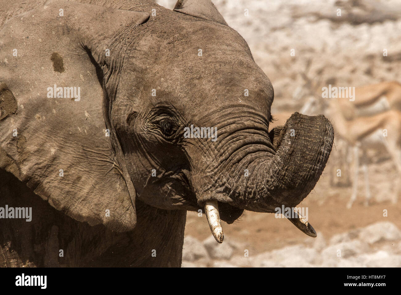 a young african elephant
