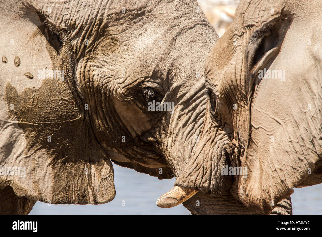 Two elephants face to face, Up close and very personal Stock Photo