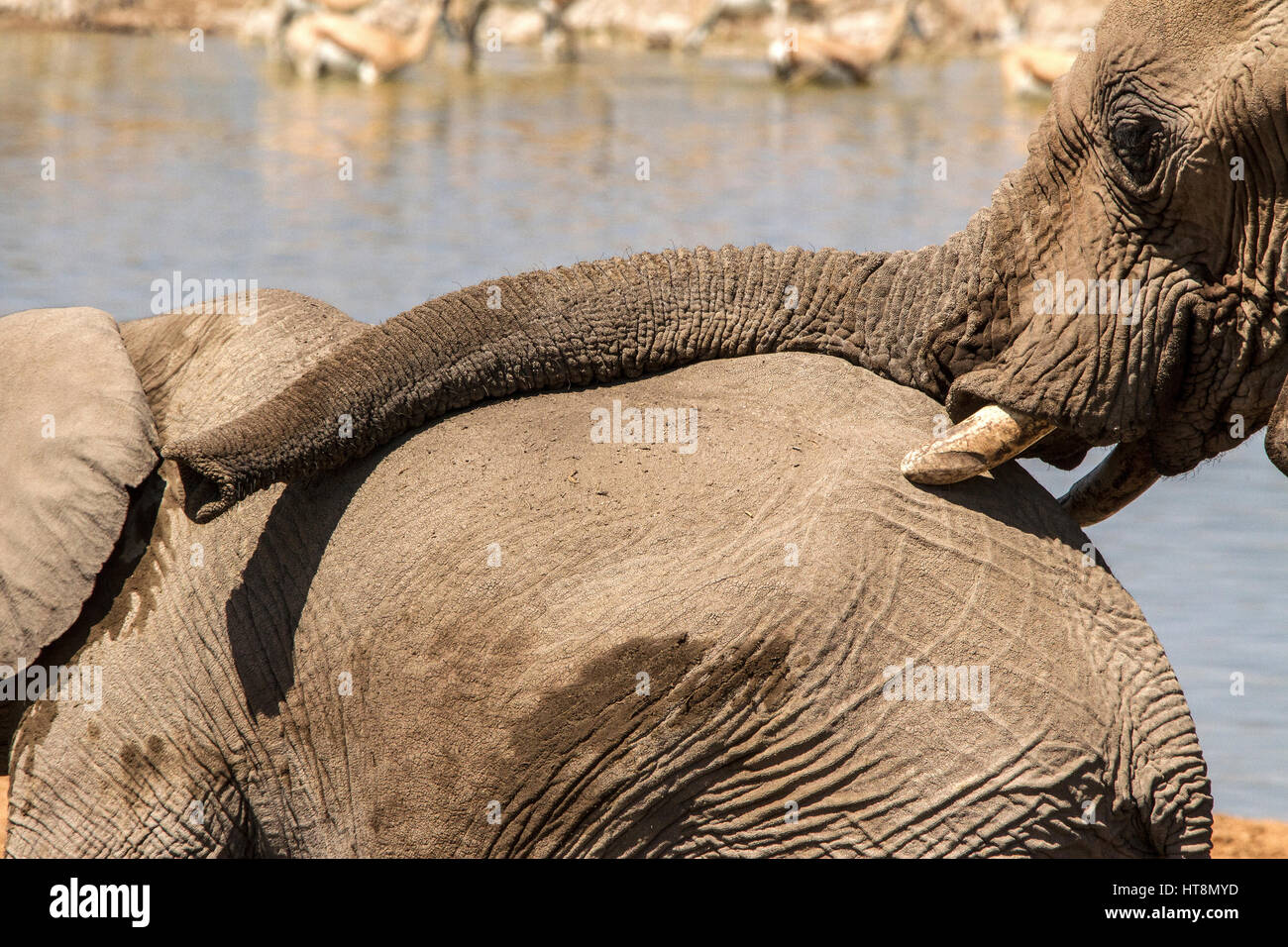 A young African elephant being stroked by its mother Stock Photo
