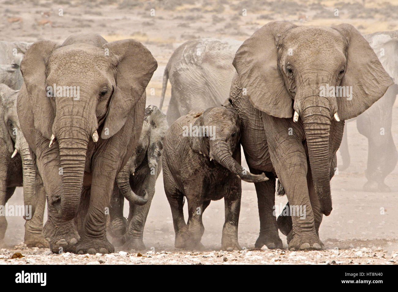 Baby elephants in the breeding herd Stock Photo