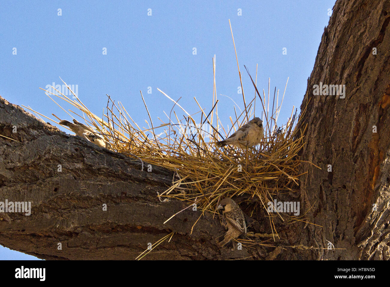 The start of a new sociable weaver nest Stock Photo