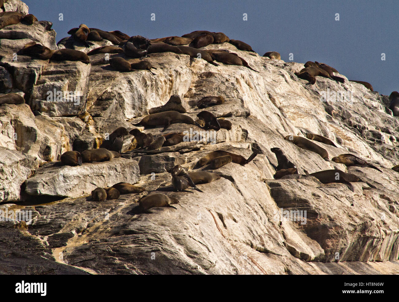 Seals basking on the whitened rocks at Diaz Point, Namibia Stock Photo