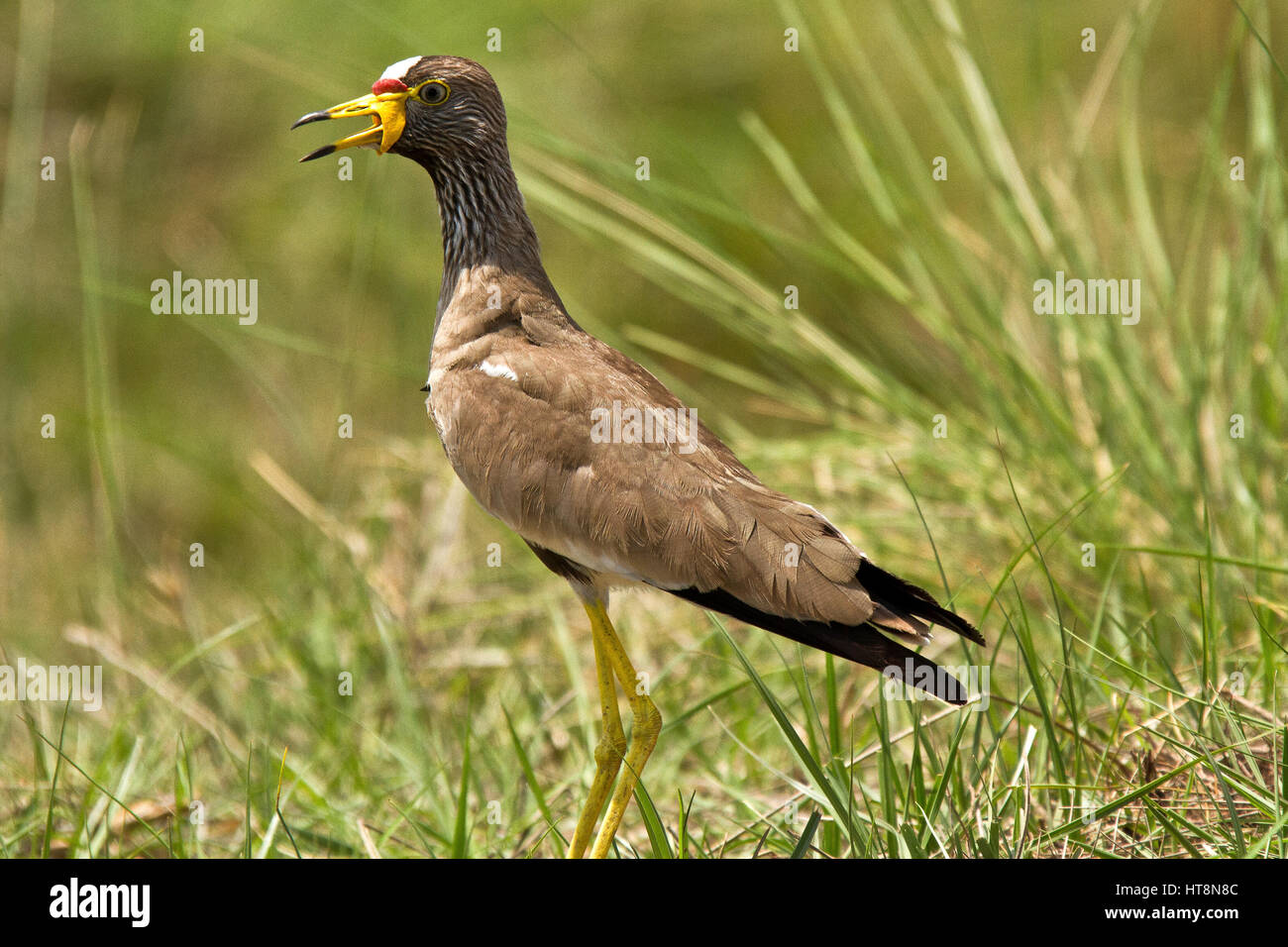 Wattled lapwing showing wattles around beak Stock Photo
