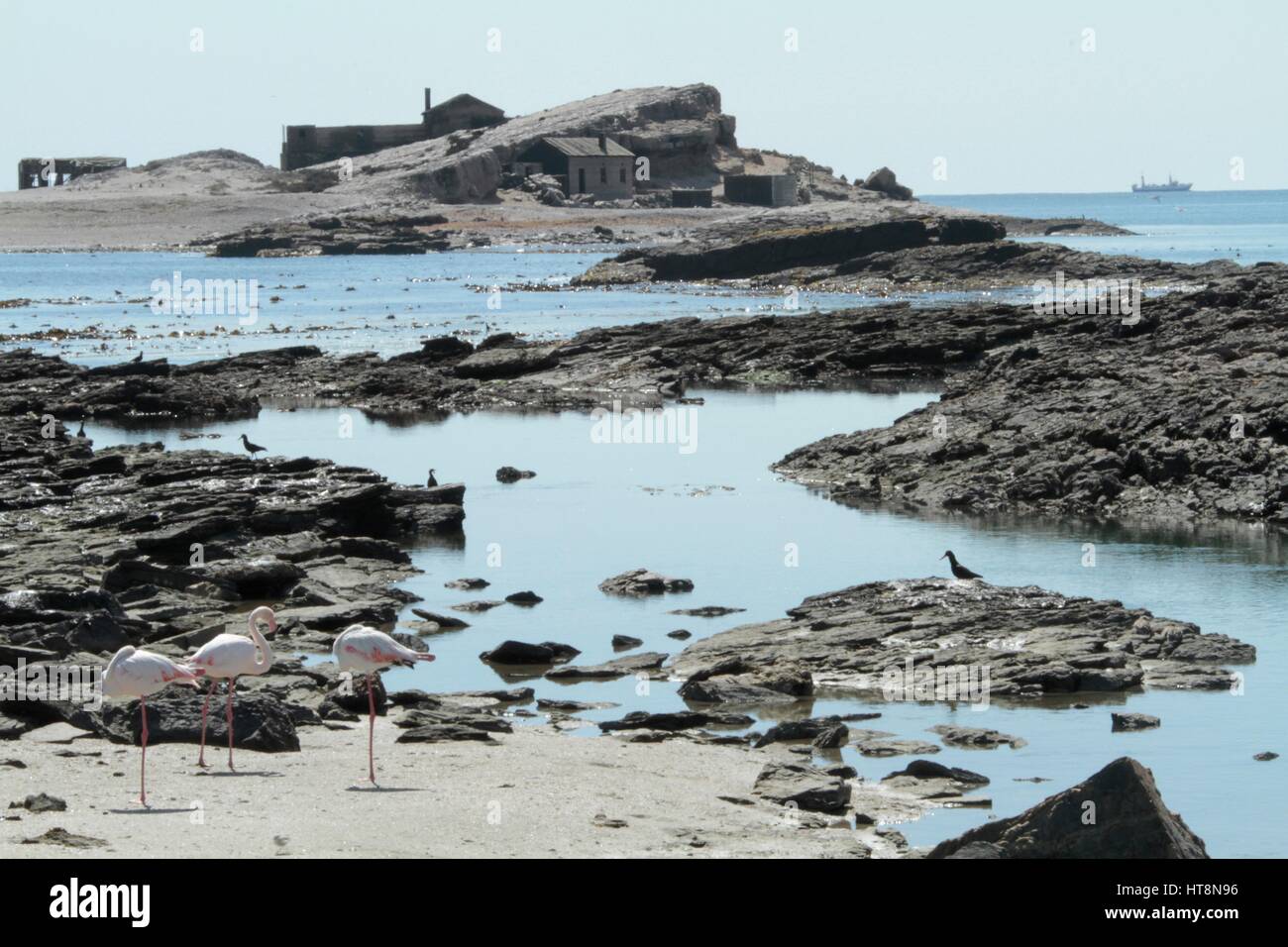Flamingoes and deserted houses on Halifax Island, Diaz Point Stock Photo