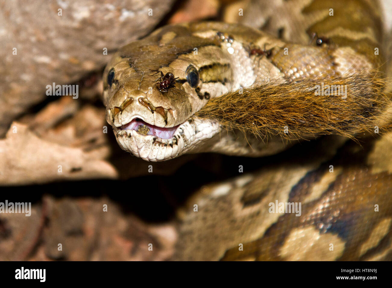Python eating hi-res stock photography and images - Alamy