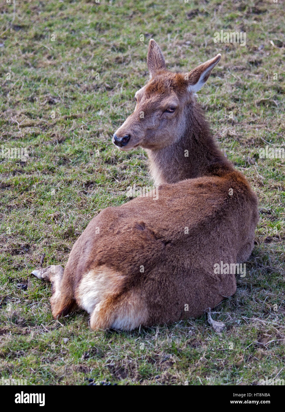 Deer Lying Down Stock Photos & Deer Lying Down Stock Images Alamy