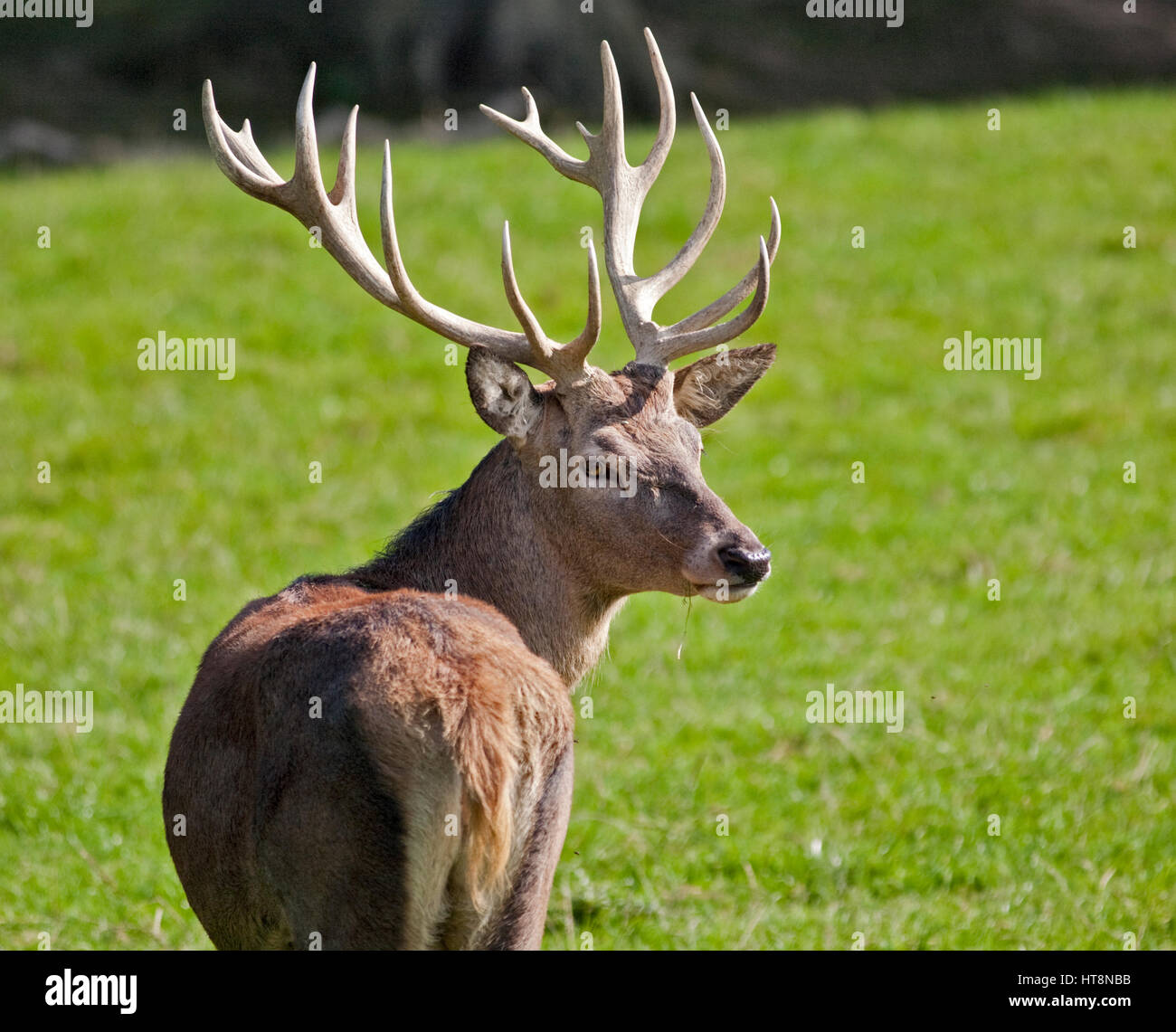 Red Deer (cervus elaphus) Stag Stock Photo