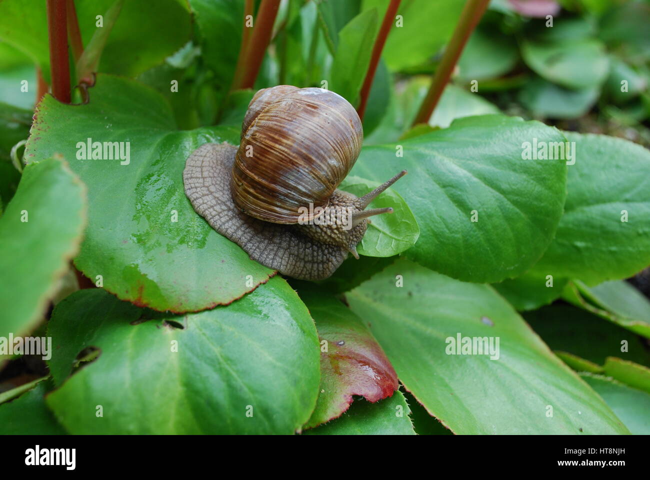 Snail crawling on green leaves. Helix pomatia (common names the Burgundy snail, Roman snail, edible snail or escargot). Stock Photo