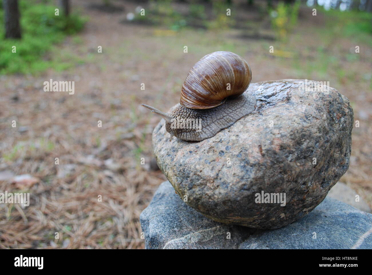 Snail crawling on stone. Helix pomatia names the Burgundy snail