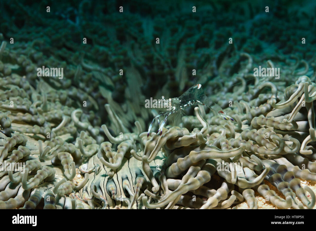 Anemone shrimp is hopping on the top of anemone, Panglao, Philippines Stock Photo