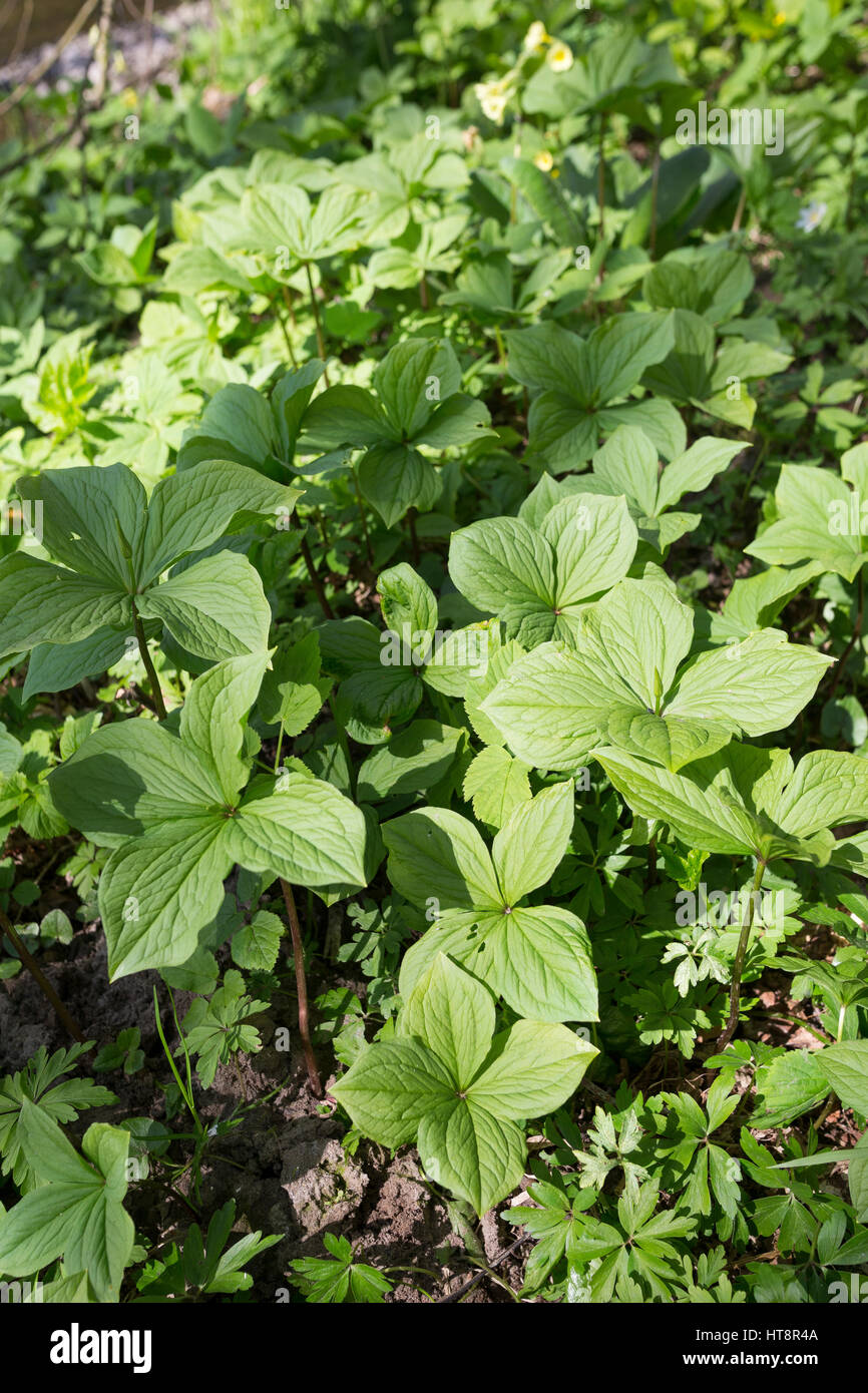 Vierblättrige Einbeere, größerer Bestand, Paris quadrifolia, Herb Paris, Herb-Paris Stock Photo