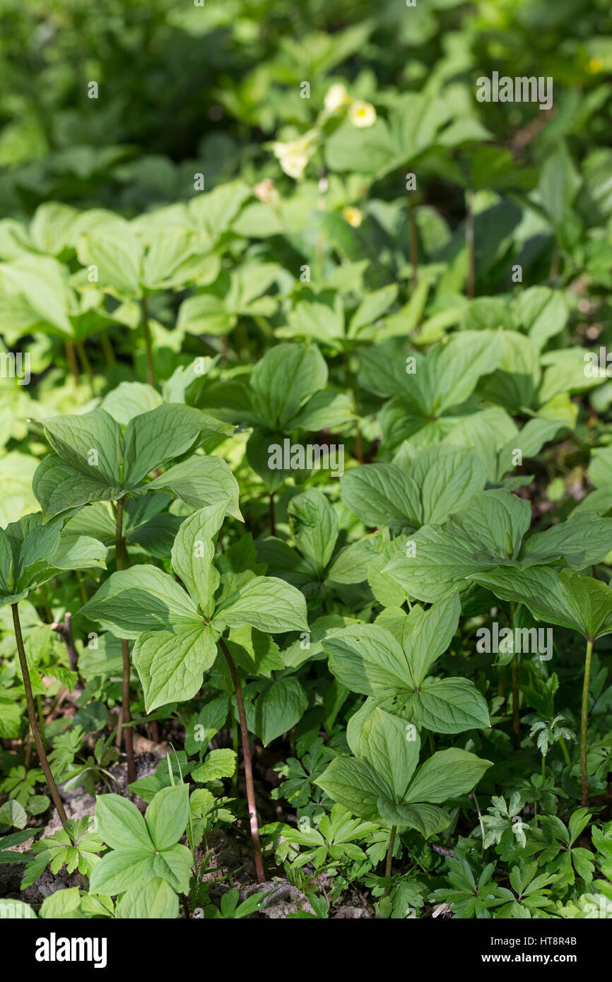 Vierblättrige Einbeere, größerer Bestand, Paris quadrifolia, Herb Paris, Herb-Paris Stock Photo