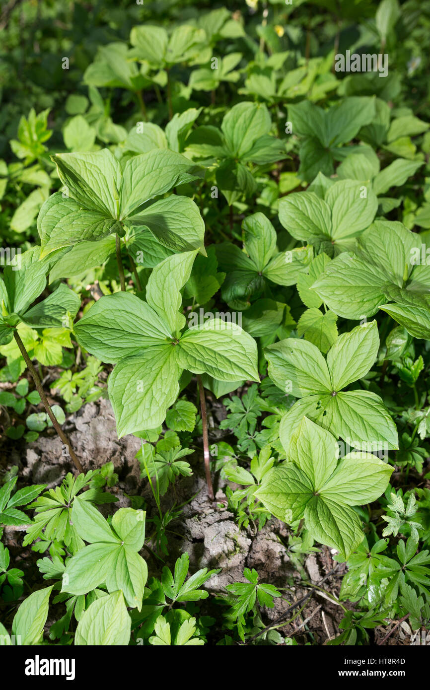 Vierblättrige Einbeere, größerer Bestand, Paris quadrifolia, Herb Paris, Herb-Paris Stock Photo