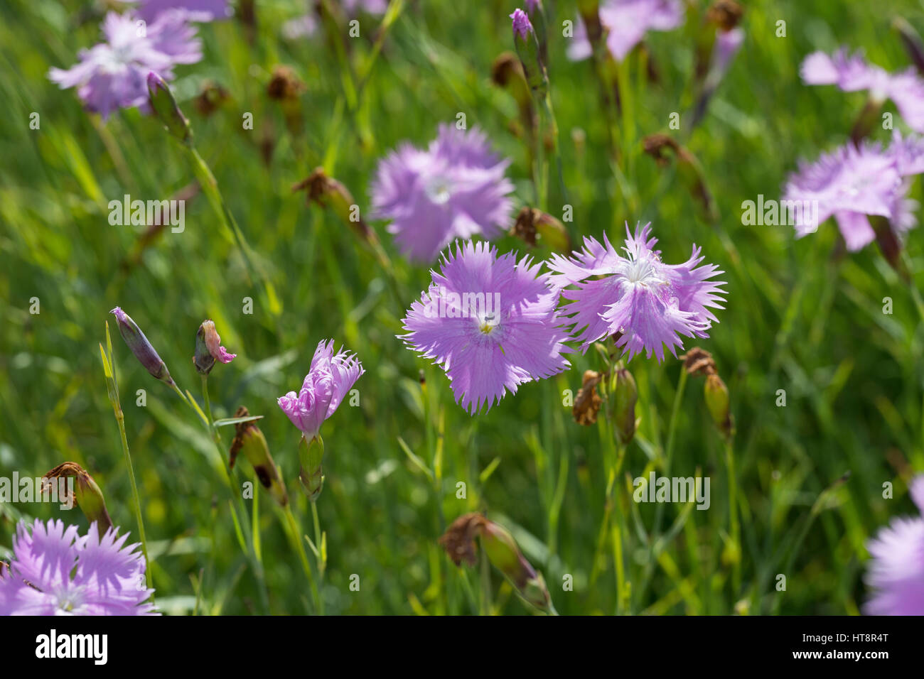 Feder-Nelke, Federnelke, Rosa Federnelke, Dianthus plumarius, Modern border pink, L'œillet mignardise Stock Photo