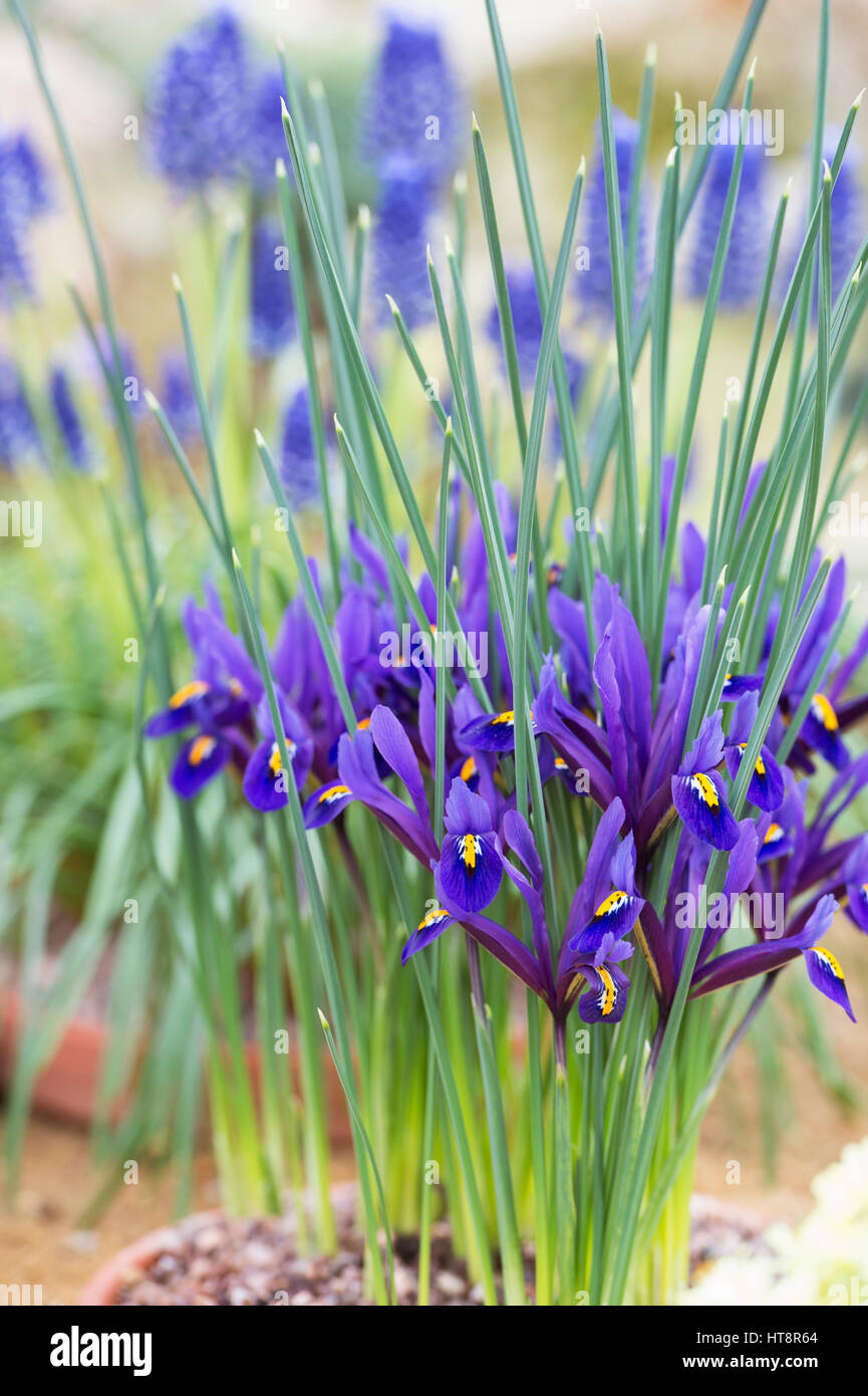 Iris reticulata J S Dijt flowers in early march. Dwarf iris. UK Stock Photo