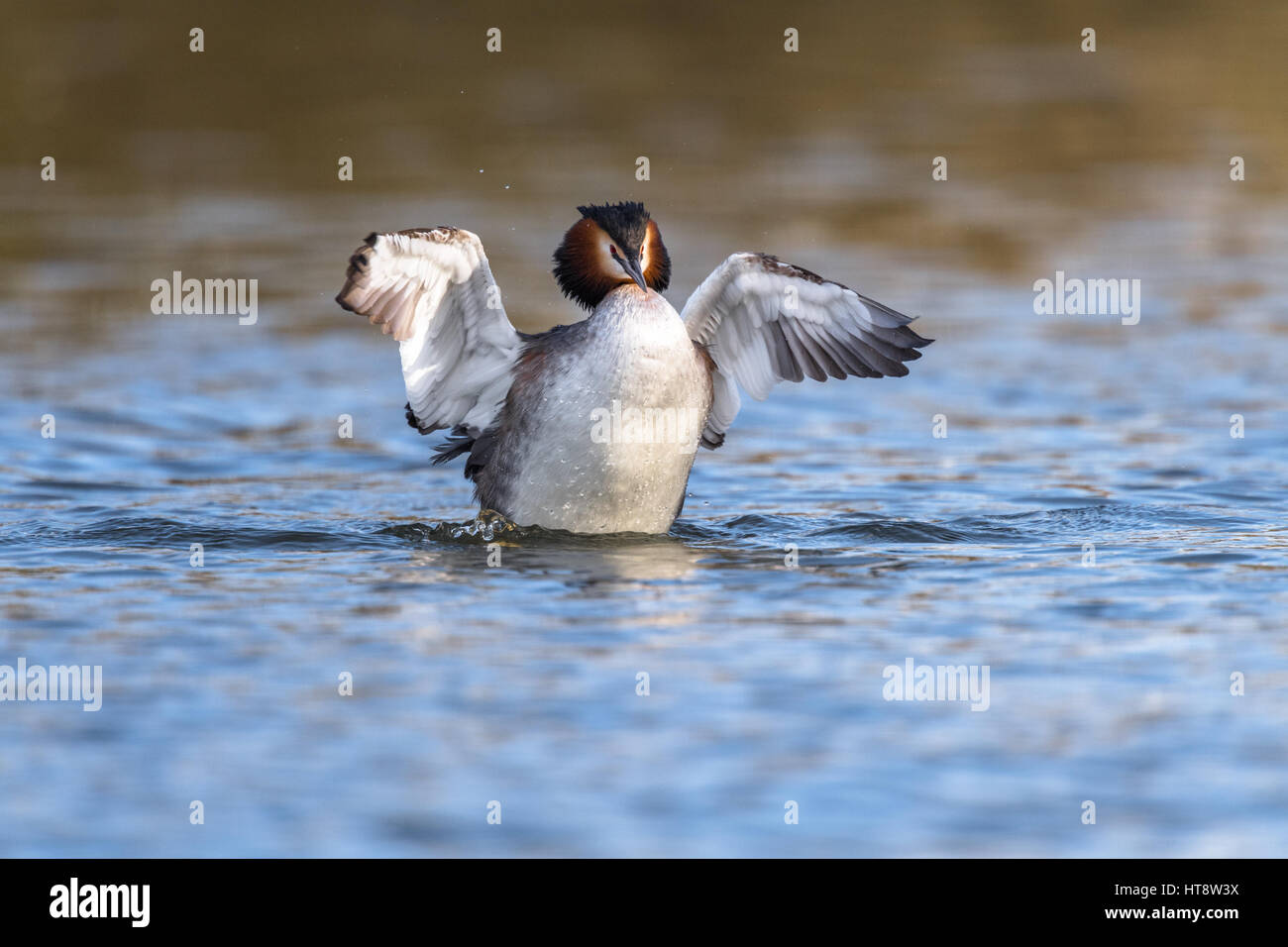 Adult Great Crested Grebe courtship routine Stock Photo