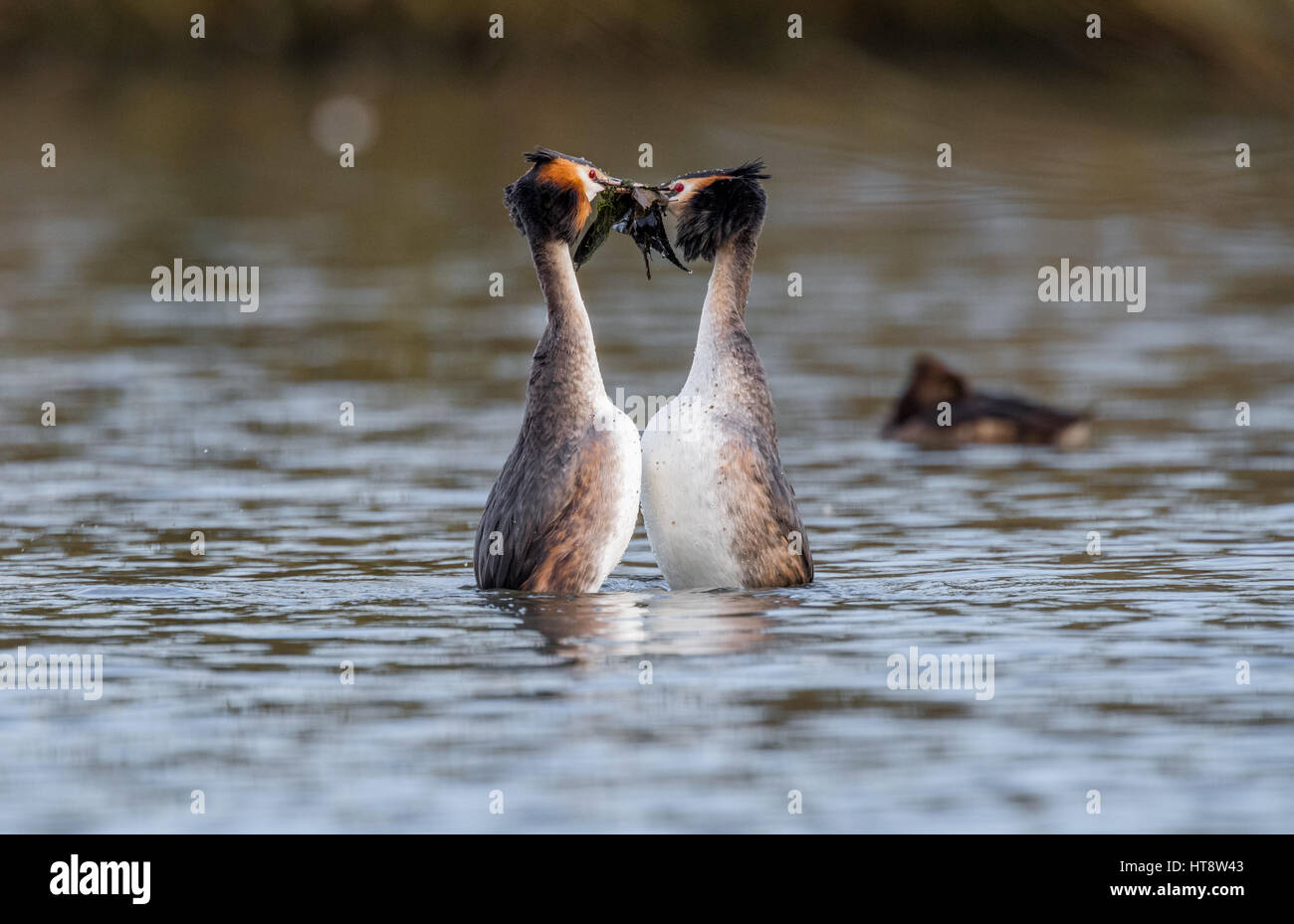 Adult Great Crested Grebes courtship routine Stock Photo