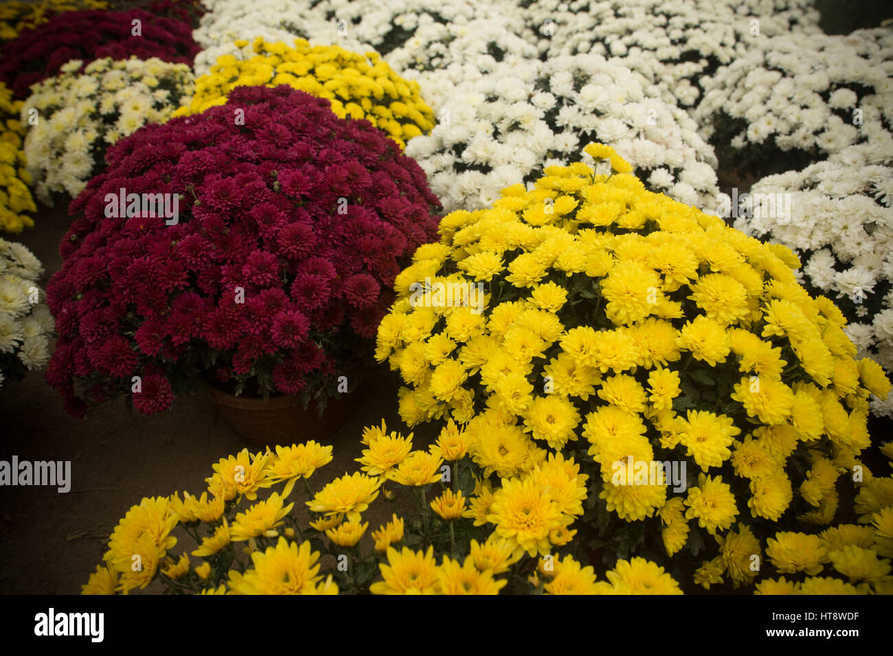 hundreds of colorful Chrysanthemums growing inside of greenhouse Stock