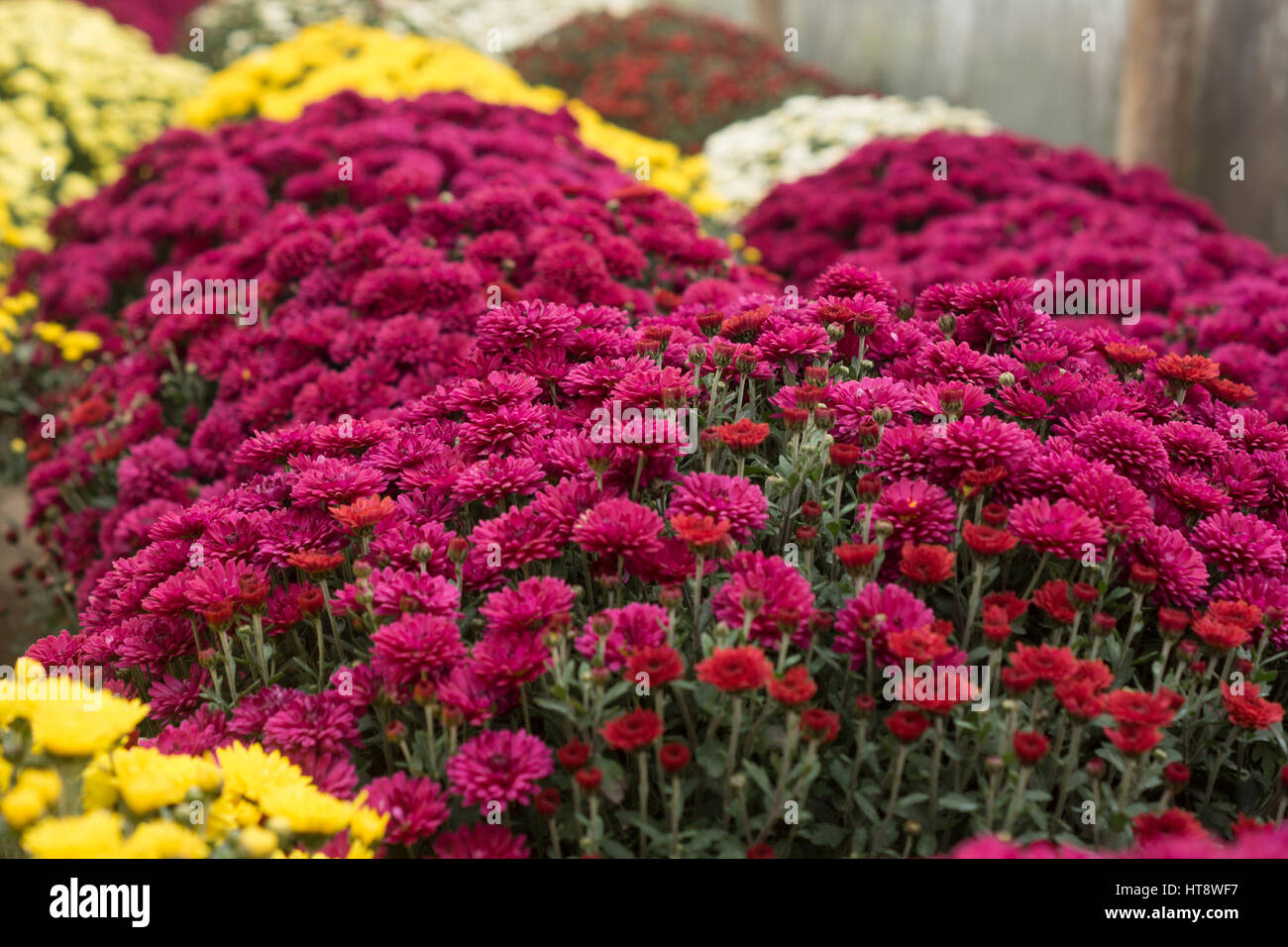 Chrysanthemums greenhouse hires stock photography and images Alamy