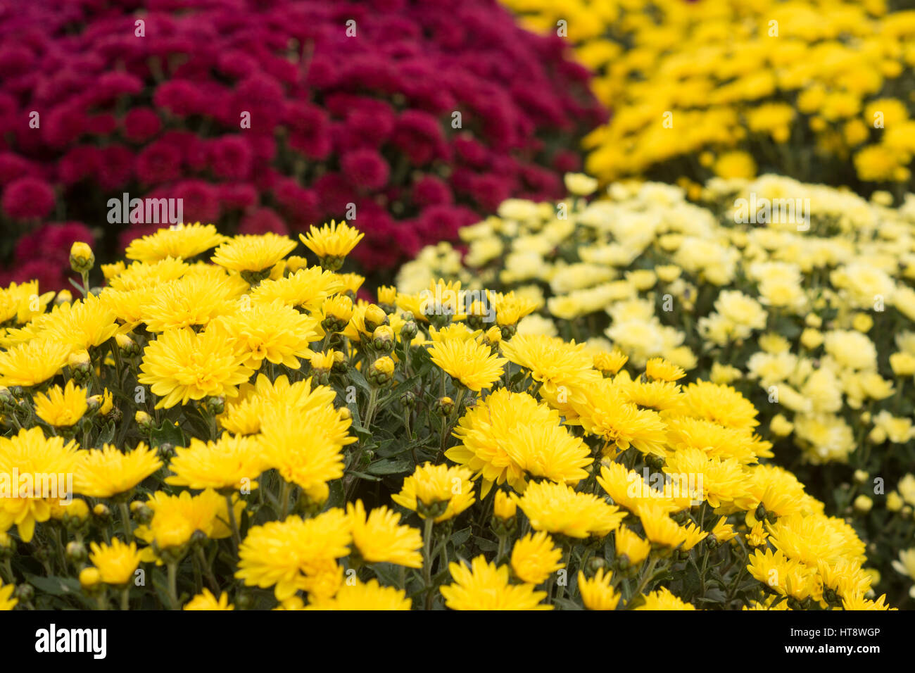 hundreds of colorful Chrysanthemums growing inside of greenhouse Stock