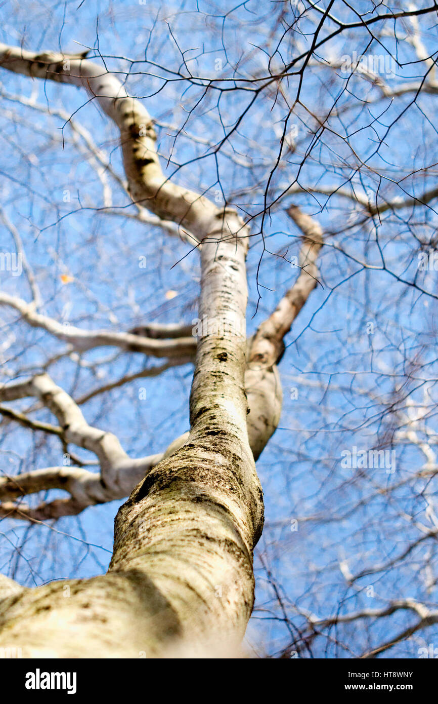 American beech tree trunk bark and branches on blue sky background Stock Photo