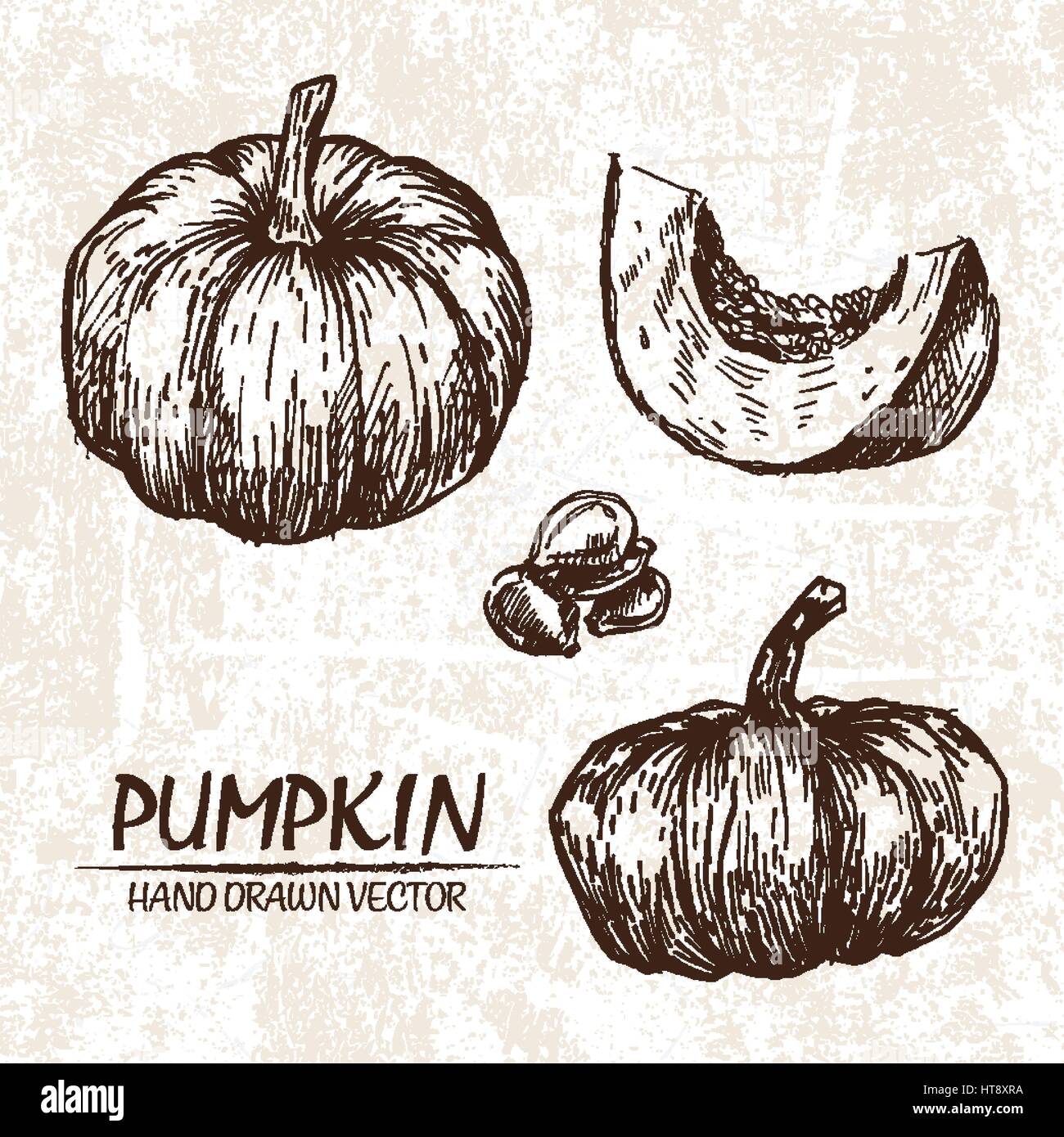 Digital vector detailed pumpkin hand drawn retro illustration ...