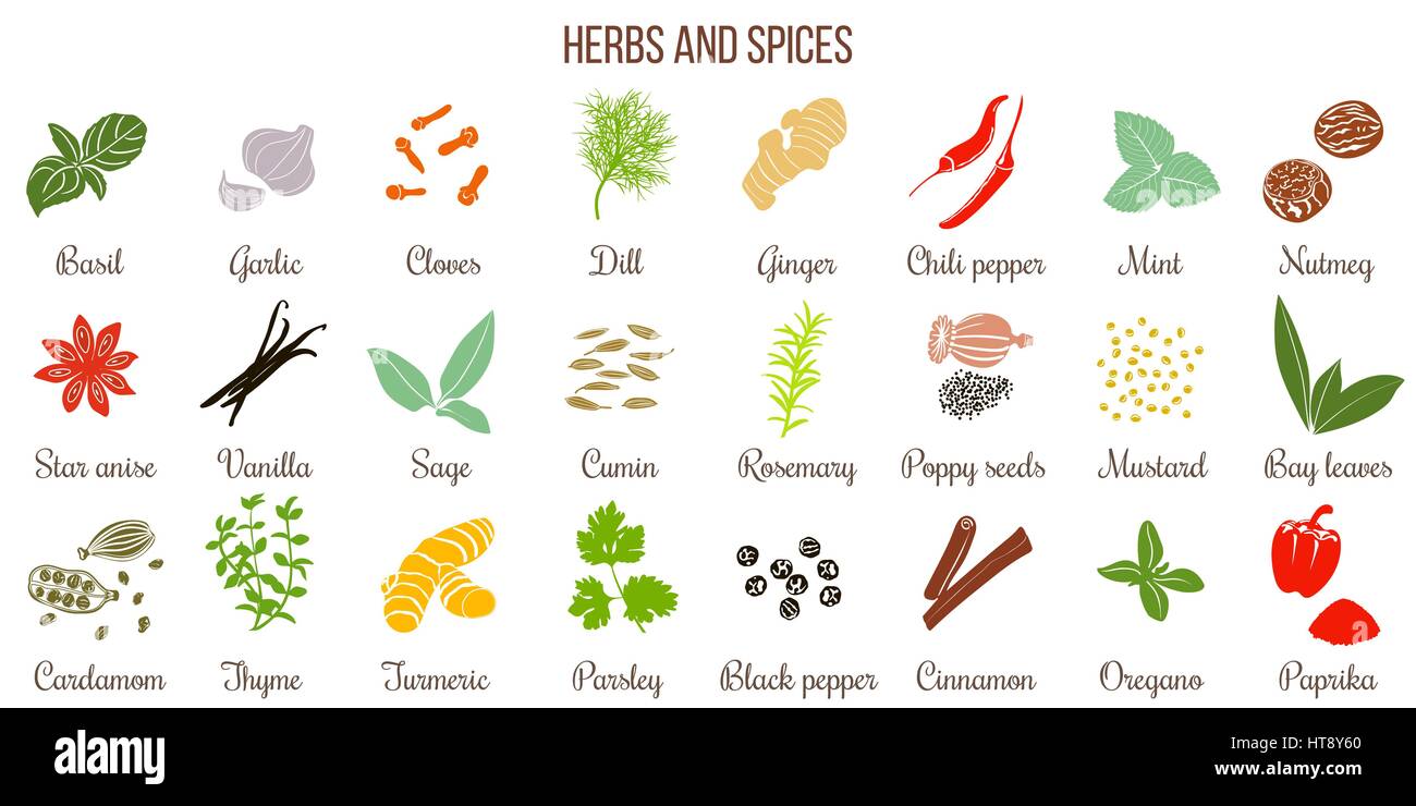 Big set of simple flat culinary herbs and spices . Silhouettes Stock Vector