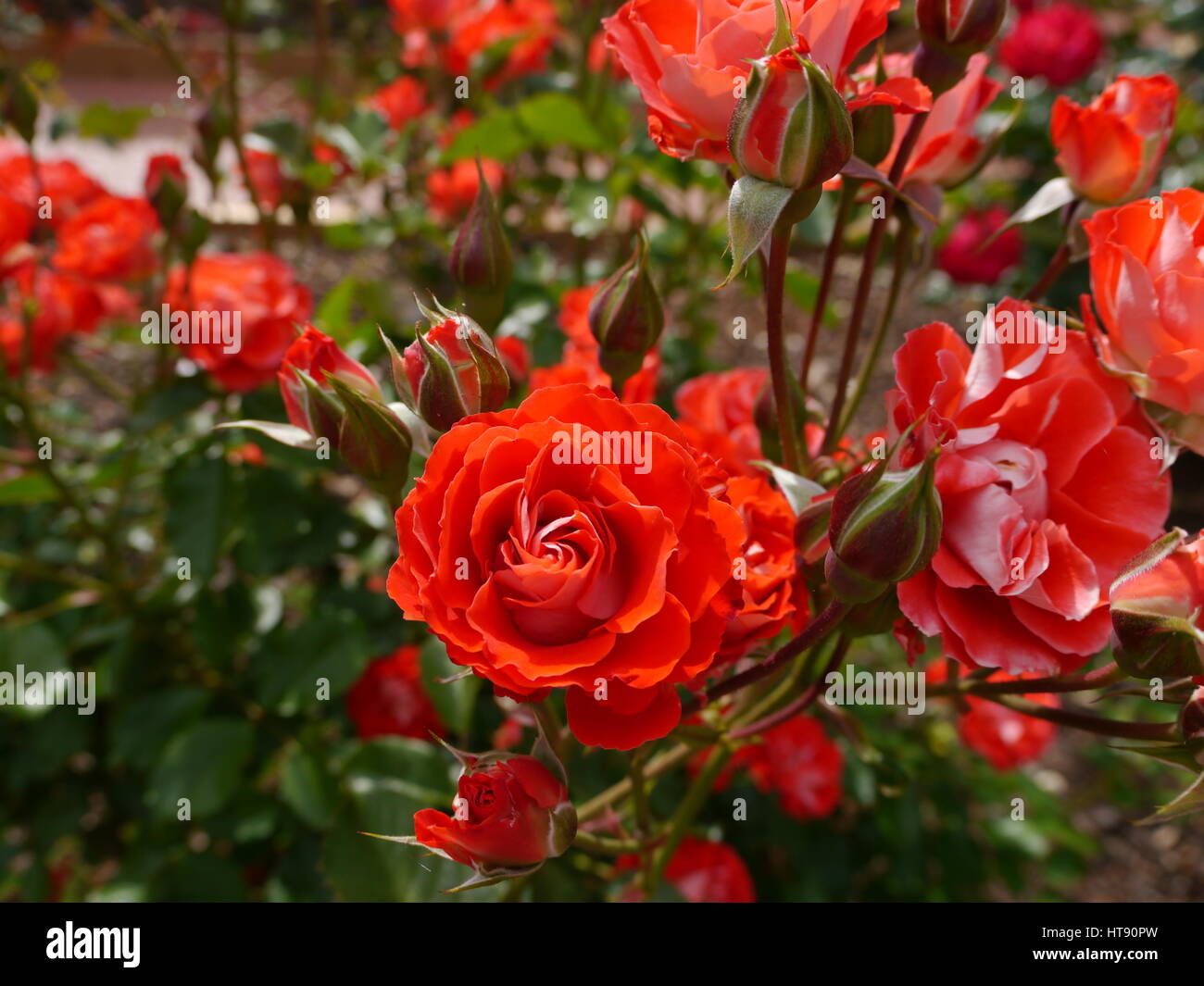 roses from the san mateo rose garden in california Stock Photo