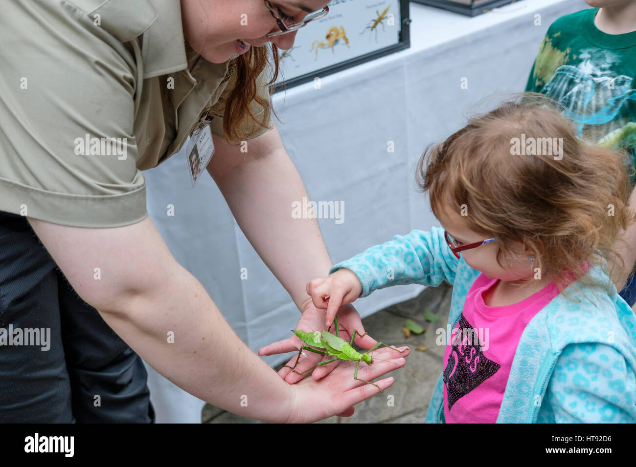 Preschool girl touching a Malaysian jungle nymph (Heteropteryx dilatata) held by a nature interpreter at the Cambridge Butterfly Conservatory, in Onta Stock Photo