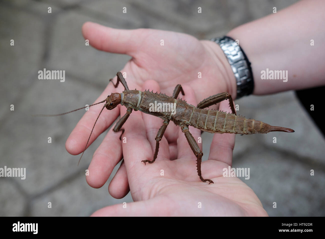 A giant spiny stick insect / thorny devil insect (Eurycantha calcarata) on the hands of a nature interpreter, Cambridge Butterfly Conservatory, Canada Stock Photo