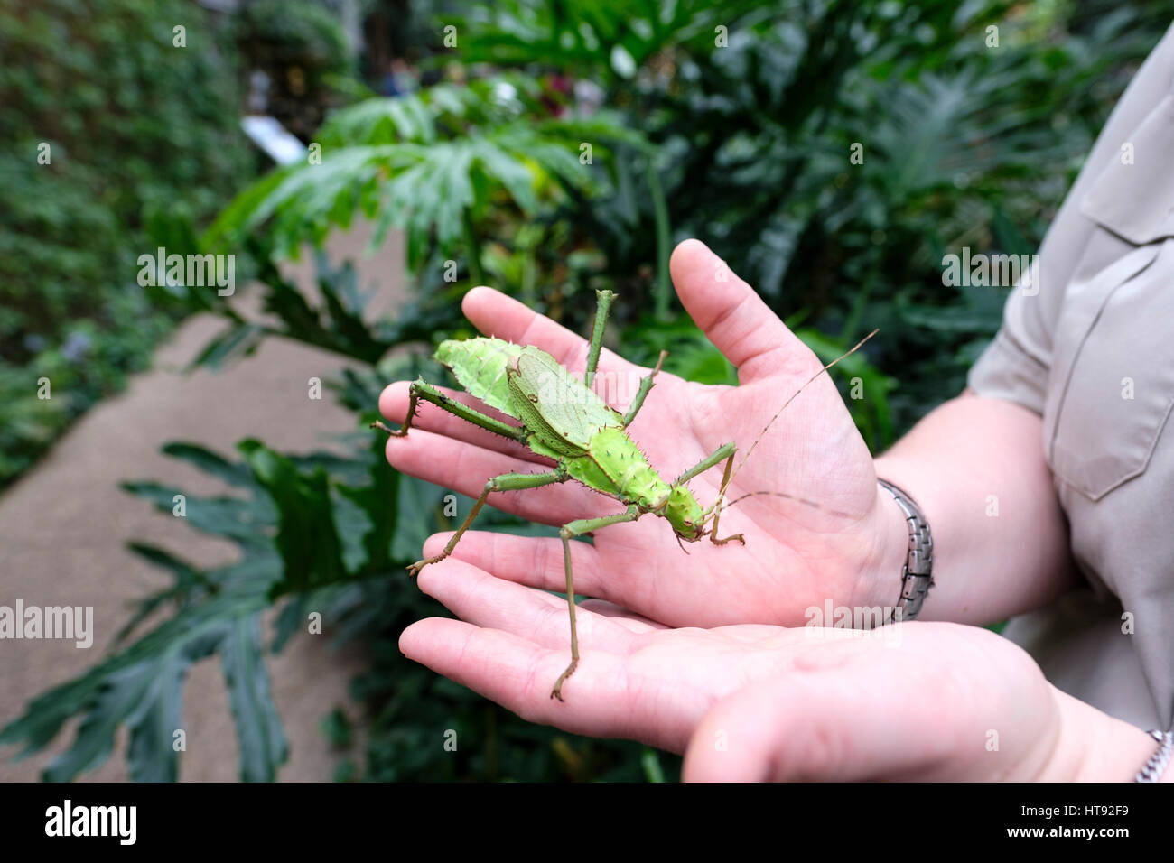 A nature interpreter holds on her hands a Malaysian Jungle Nymph (Heteropteryx dilatata) insect at the Cambridge Butterfly Conservatory, Ontario, Cana Stock Photo