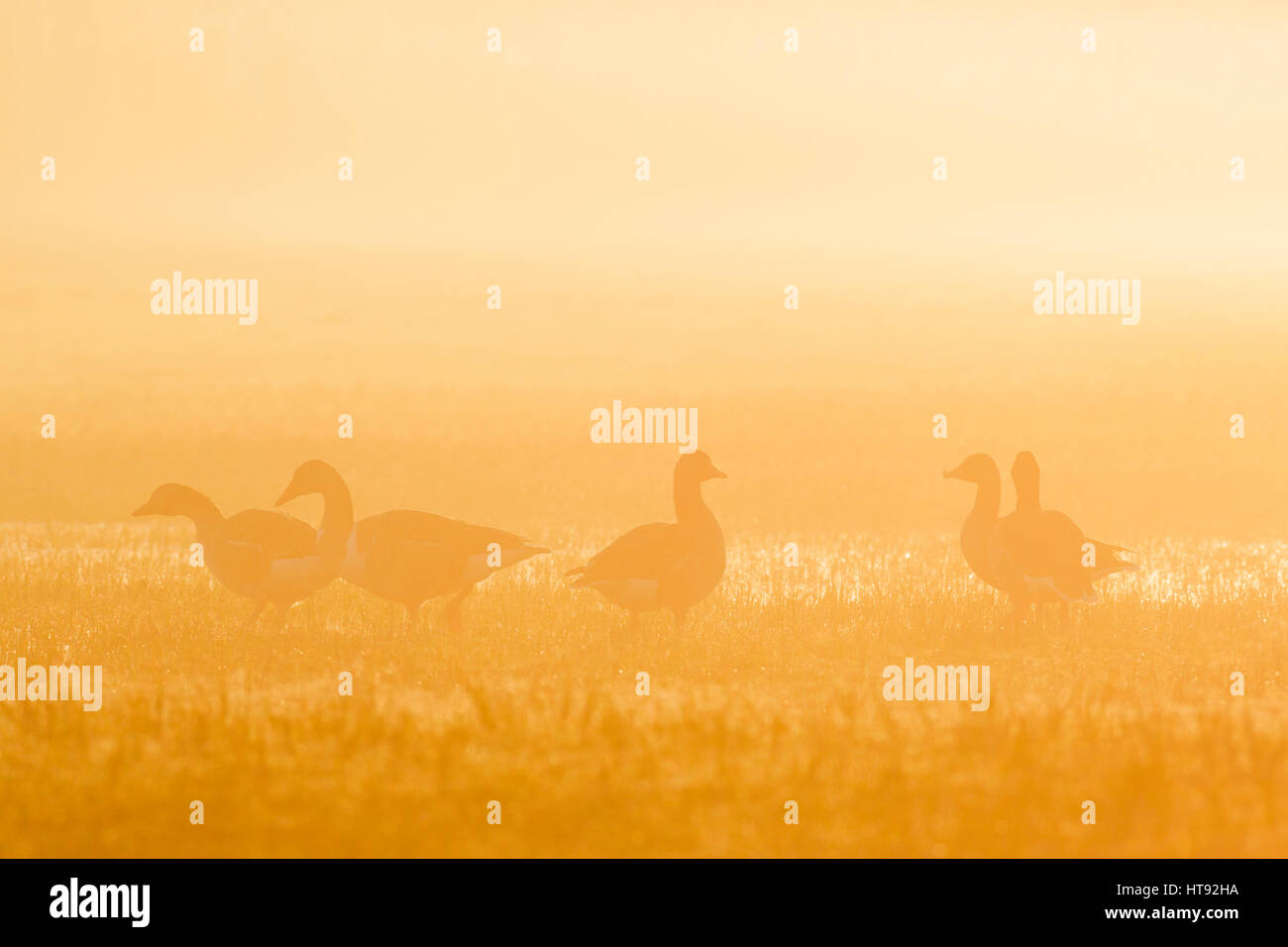 Greylag Geese (Anser anser) in Morning Mist at Sunrise, Hesse, Germany Stock Photo