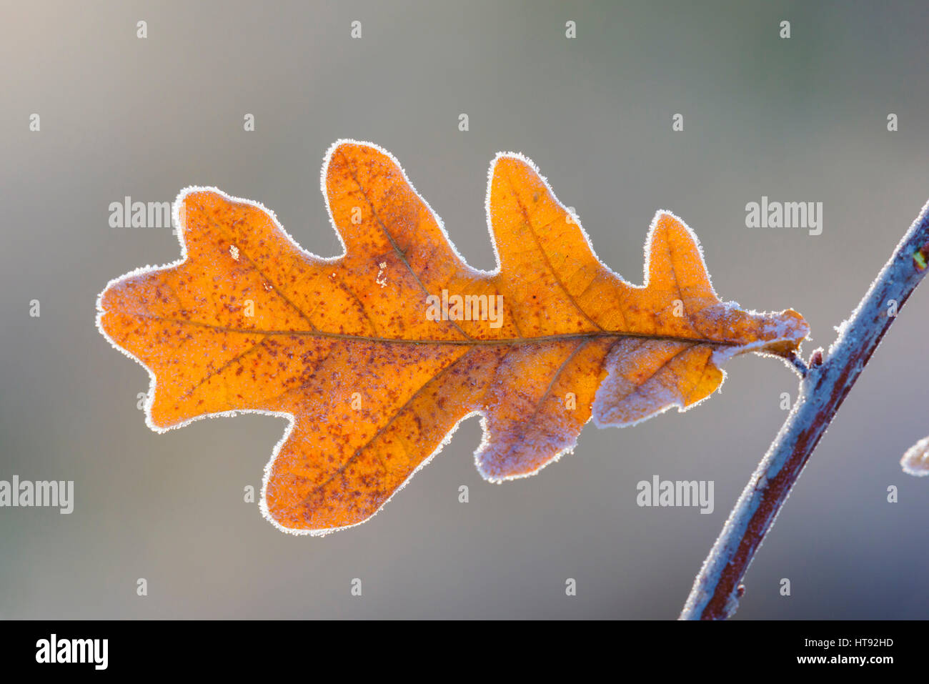 Oak Leaf in Winter, Hesse, Germany Stock Photo