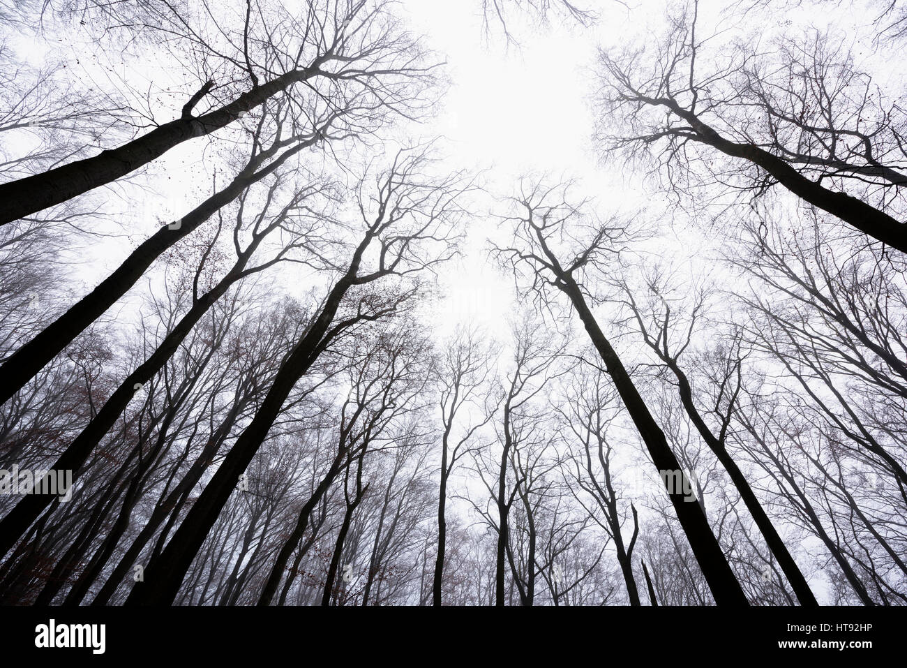 Looking up at Beech Forest in Winter, Odenwald, Hesse, Germany Stock Photo
