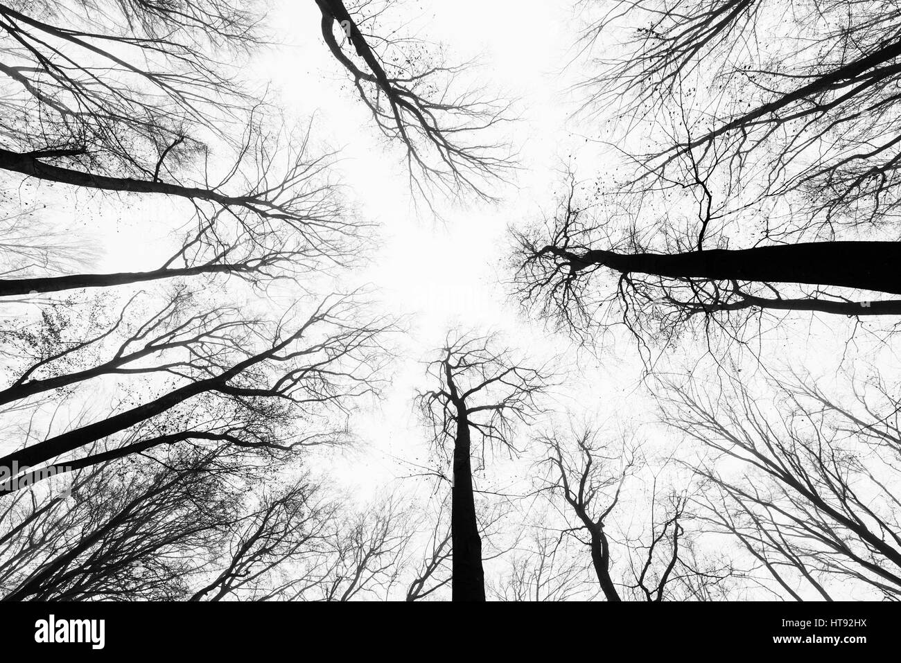 Looking up at Beech Forest in Winter, Odenwald, Hesse, Germany Stock Photo