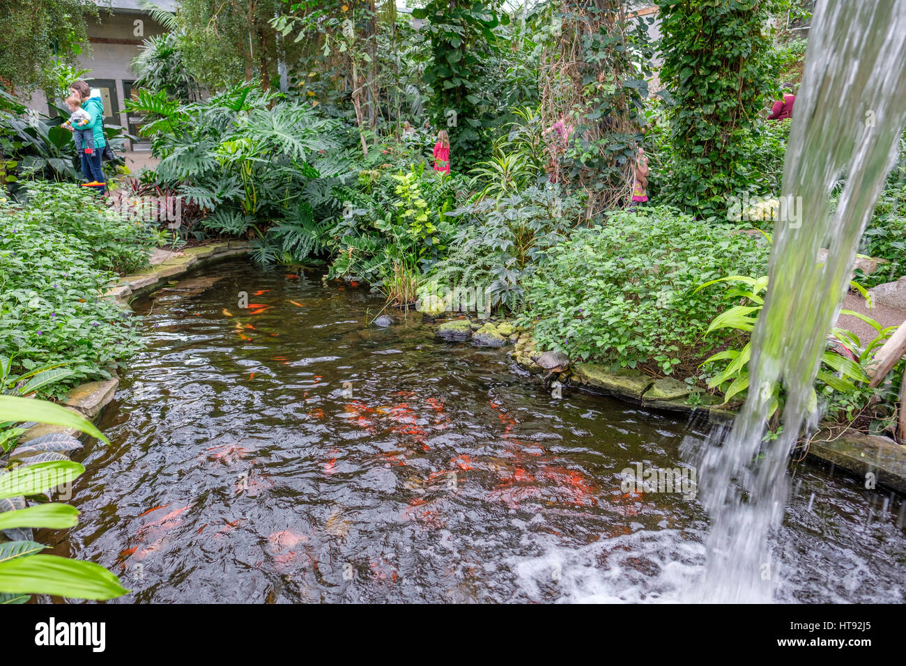 Inside view of the greenhouse and tropical garden of the Cambridge