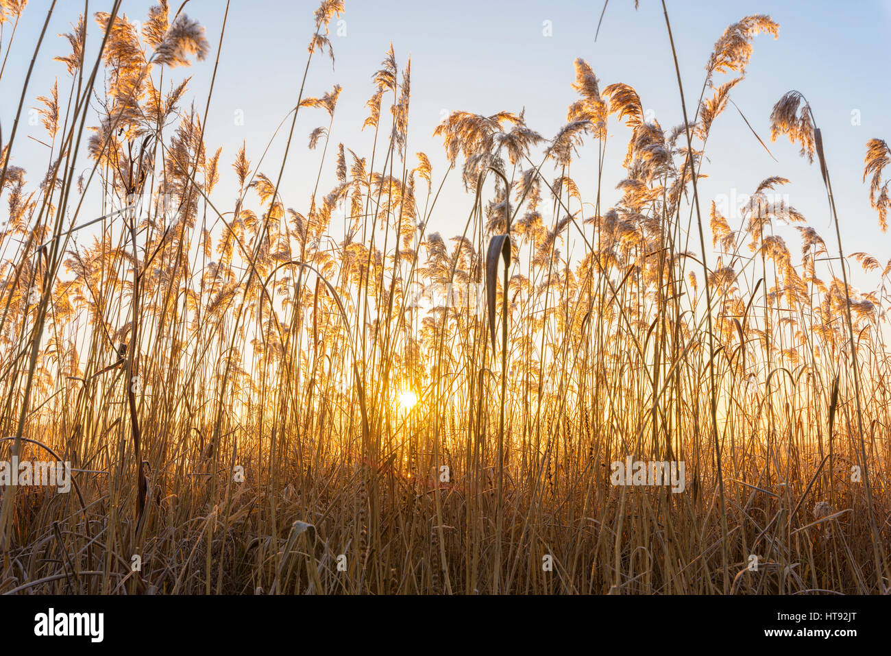 Reeds at Sunrise in Winter, Hesse, Germany Stock Photo