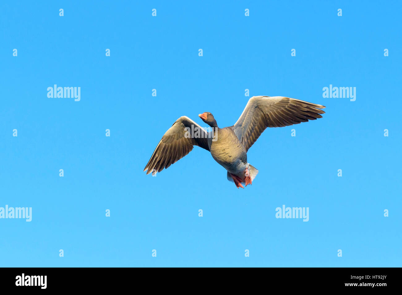 Low Angle View of Greylag Goose (Anser anser) Flying, Hesse, Germany Stock Photo