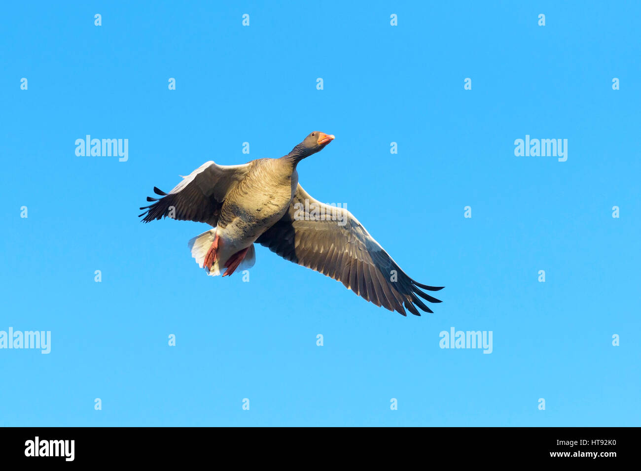 Low Angle View of Greylag Goose (Anser anser) Flying, Hesse, Germany Stock Photo