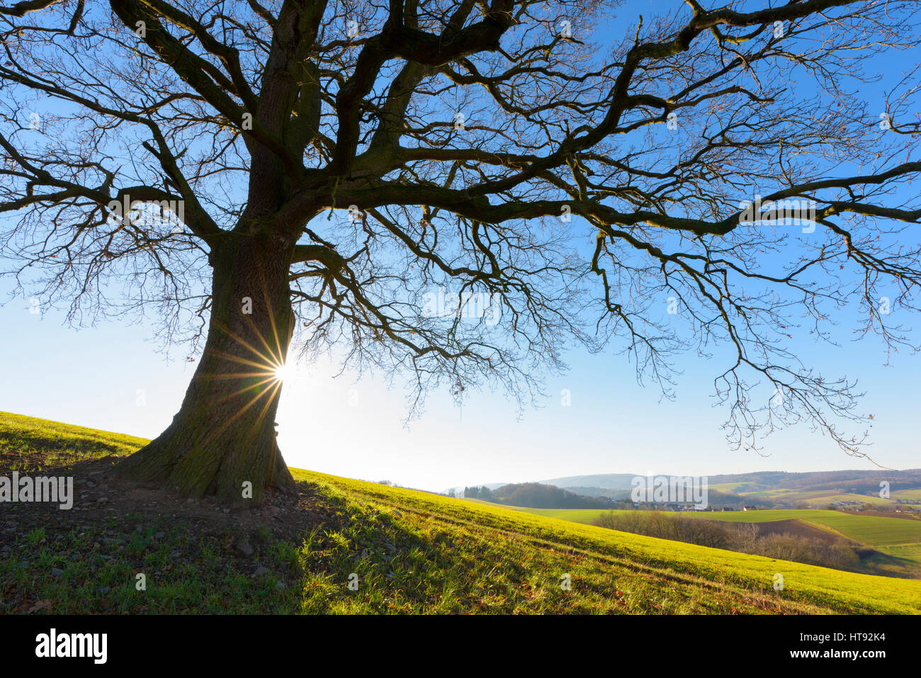Old Oak Tree in Winter, Odenwald, Hesse, Germany Stock Photo