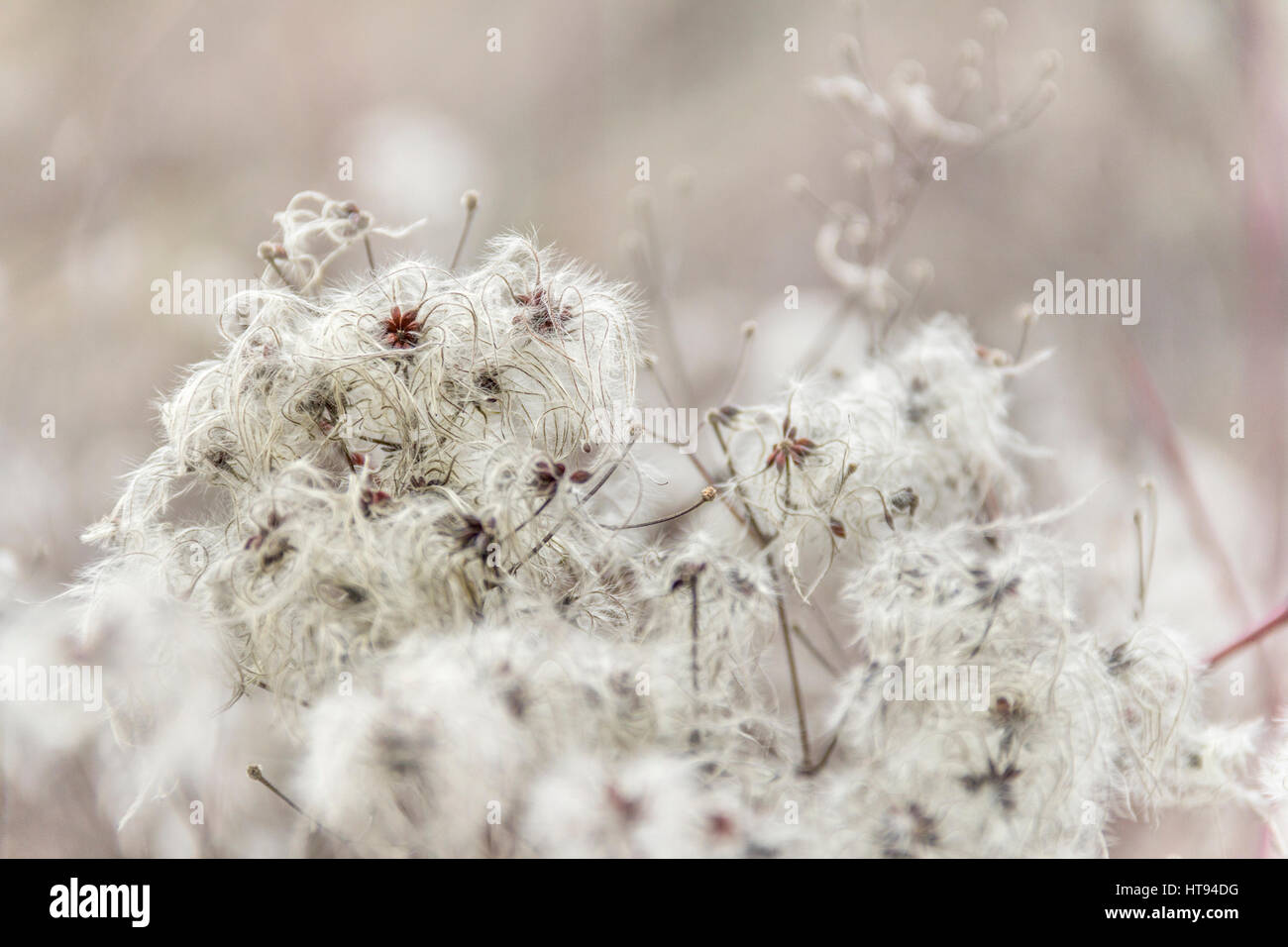 natural background showing a detail of feathered seeds in blurry back Stock Photo