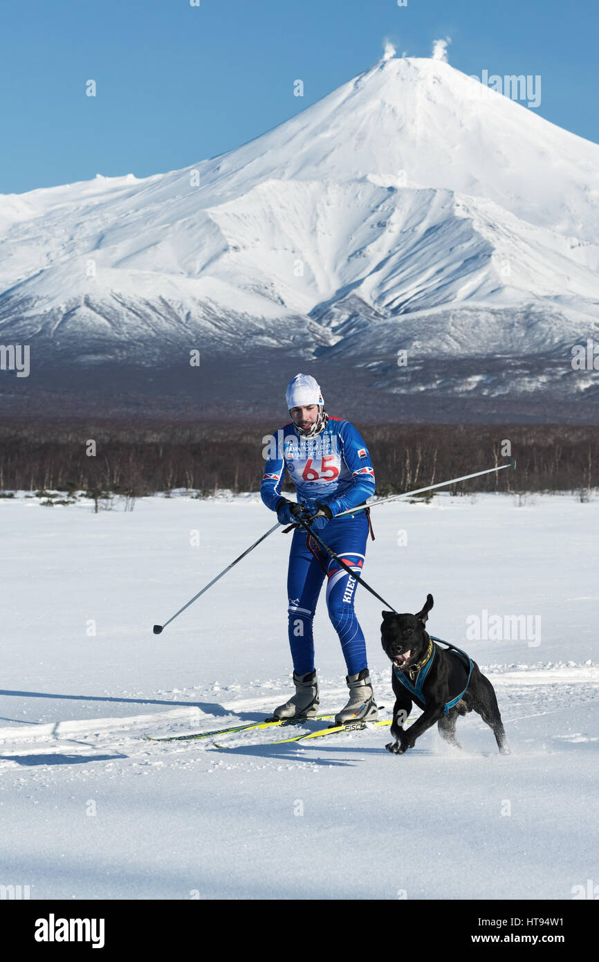 Skijoring - competition for Cup of Kamchatka Region on background of Avachinskaya Sopka. Skier-racer Klimov Ivan and sled dog metis Butch. Stock Photo