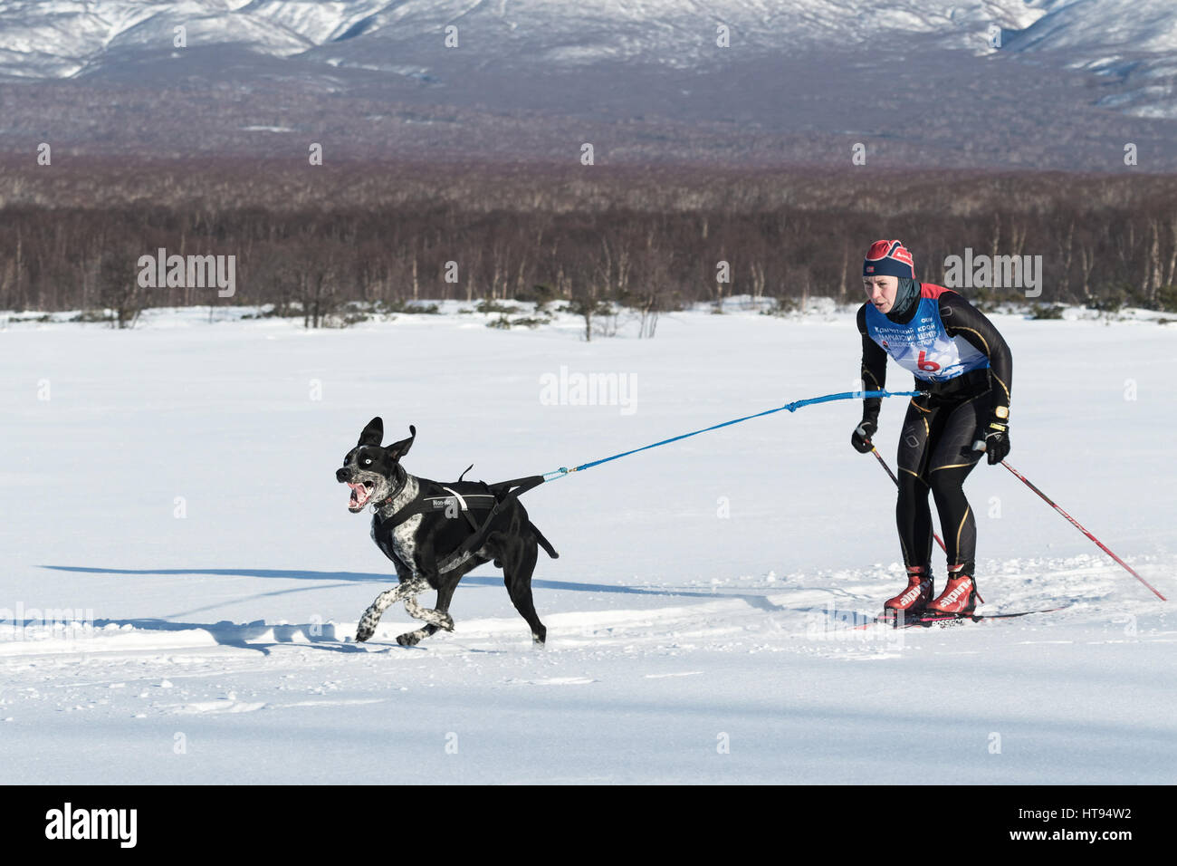 Skijor races - competition for Cup of Kamchatka Region. Sportswoman skier-racer Natalia Orekhova and a dog named Geyser. Stock Photo