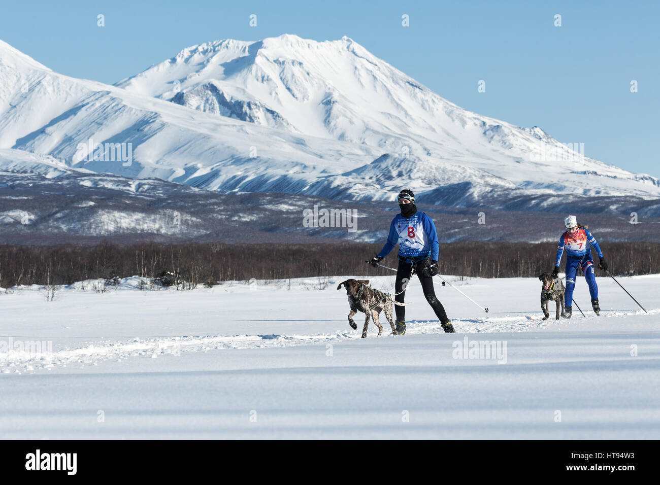 Skijoring - competition for Cup of Kamchatka Region on background of beautiful Kozelsky Volcano. Stock Photo