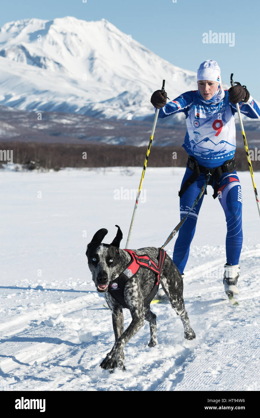 Skijor races - competition for Cup of Kamchatka Region on background of Avacha Volcano. Sportswoman skier-racer Saratseva Svetlana and sled dog Roxy. Stock Photo